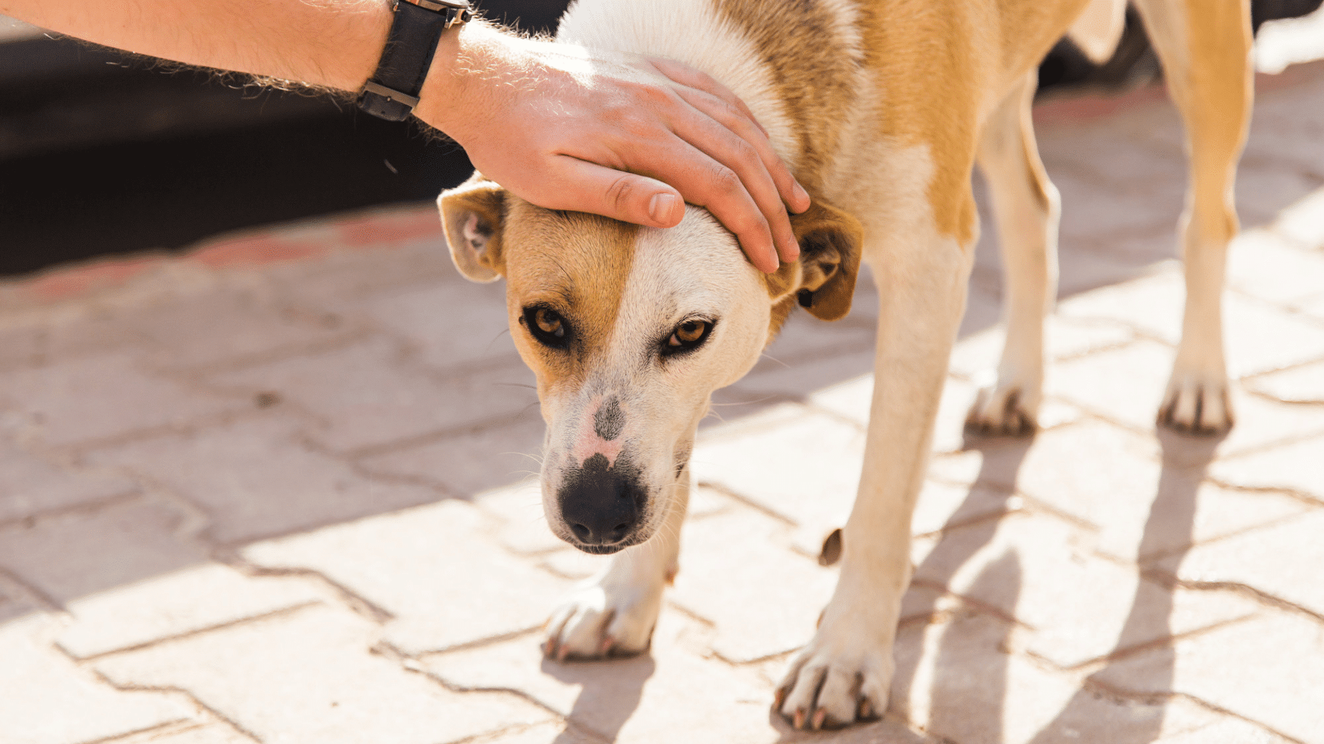 Alívio da osteoartrite em cães com CBD