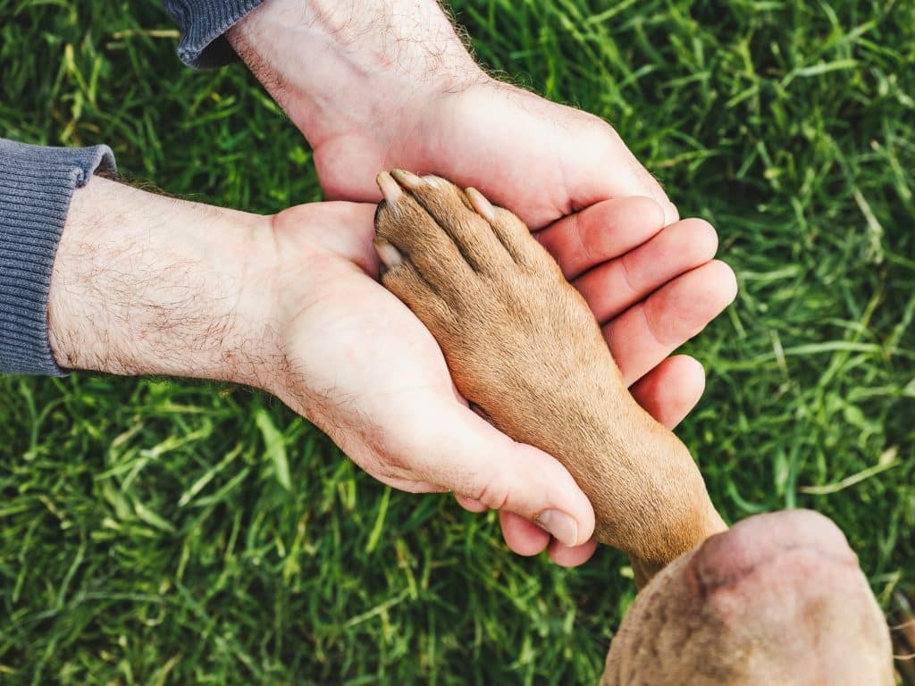 Alívio da osteoartrite em cães com CBD