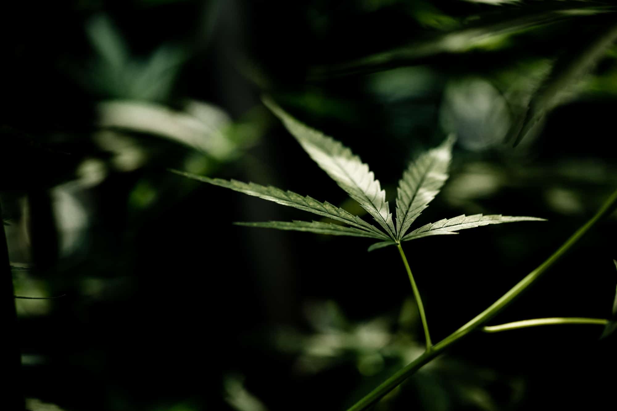 CB9: Neues psychoaktives Cannabinoid im Mittelpunkt