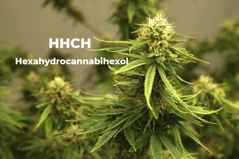 HHCH Hexahydrocannabihexol