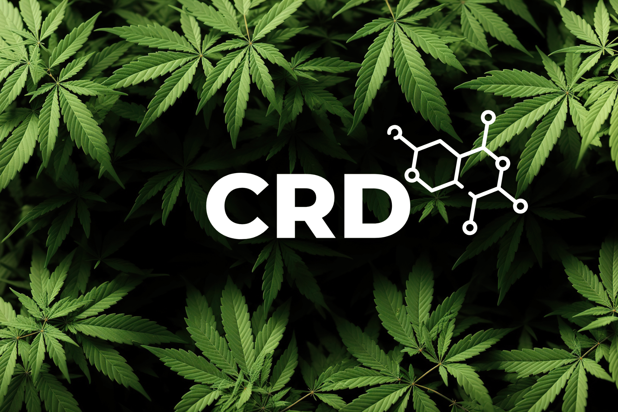 Wat ass CRD Cannabinoide mat dynamescher Empfang?