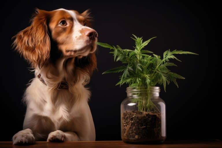 CBD for dogs, what you need to know