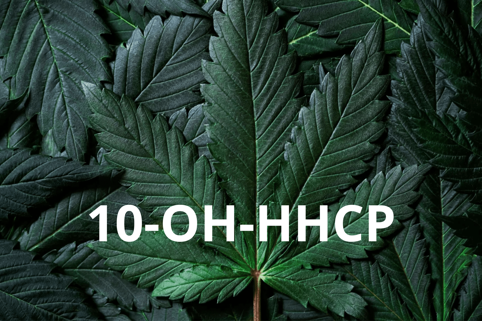 Ta reda på allt du behöver veta om 10-OH-HHCP, ett hydroxiderivat av HHCP. Lär dig hur det bildas, dess effekter, dess potentiella risker och hur det kan jämföras med andra cannabinoider som 10-OH-HHC.