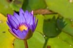 Discover the mystical blue lotus, a sacred plant of ancient Egypt. Explore its relaxing, spiritual and aphrodisiac benefits, as well as its modern uses.