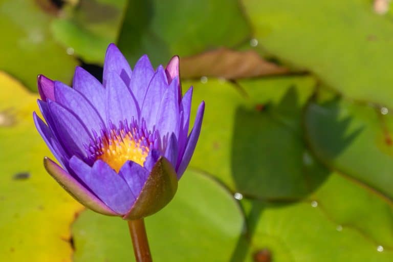 Entdeckt de mystesch bloe Lotus, eng helleg Planz vum antike Ägypten. Entdeckt seng entspaant, spirituell an Aphrodisiakum Virdeeler, souwéi seng modern Benotzung.